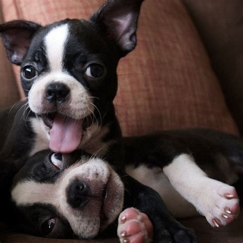 Cute Boston Terriers 50 Pics