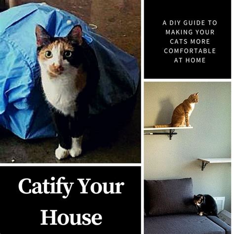 Help Your Cats Feel Comfortable At Home With This Diy Guide To Making