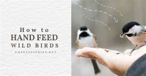 10 Tips For Hand Feeding Wild Birds Empress Of Dirt