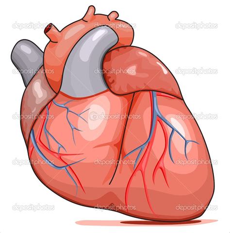 Cartoon Human Heart Clip Art Cartoon Human Heart