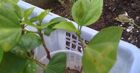 · if your hibiscus plants have been growing well and they just need trimming, practice the pruning techniques describe above. Gardening Dream Inspire: Hibiscus Propagation Update