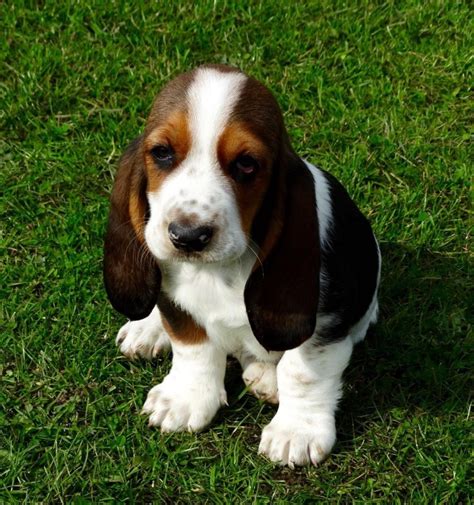 44 Top Images Basset Hound Puppies Nc For Sale Basset Hound Puppies
