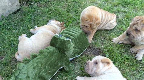 Shar Pei Puppies Play With New Stuffed Animal Youtube