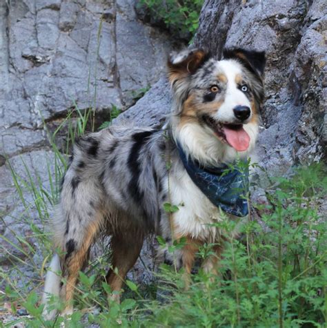 Australian Shepherd Border Collie Mix Puppies For Sale In Oklahoma