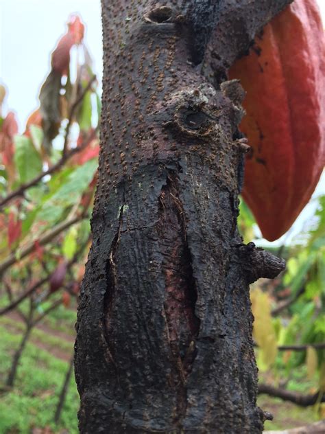 Cacao Theobroma Cacao Stem Canker And Lesion Due To Phytophthora