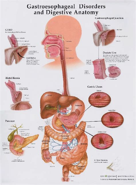 Your Digestive System And How It Works Eternal Wellness