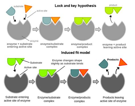 Biological Catalysts - Enzymes | A-Level Biology Revision ...