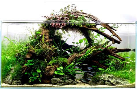 Aquarium Driftwood Aquariadise