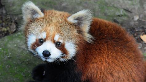 Cute Red Panda Cubs Delight Crowds In New Hangzhou Home Cgtn