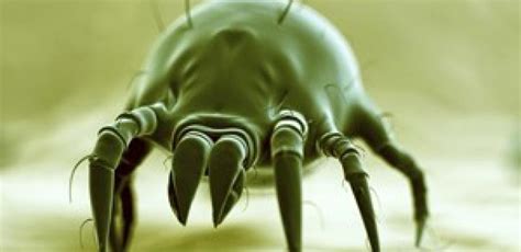 House Dust Mites Implicated In Ibs 6minutes