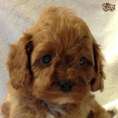 Because they are a mixed breed, they are not recognized by the american. Cavapoo Puppies for Sale in Dulles, Virginia Classified ...