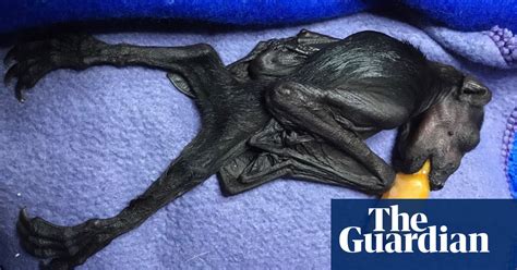 Flying Foxes Found Dead And Emaciated Across Eastern Australia As Dry