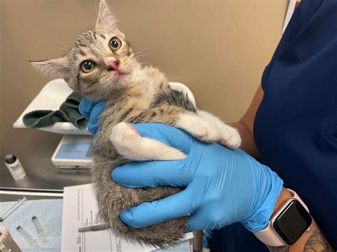 Rogue and Brick - The Humane Society for Tacoma & Pierce County