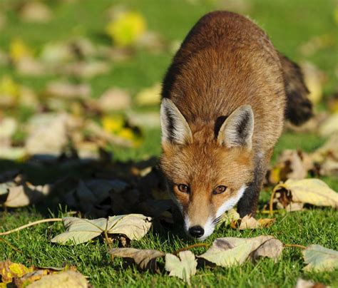 A Complete List Of Different Types Of Foxes With Pictures Animal Sake