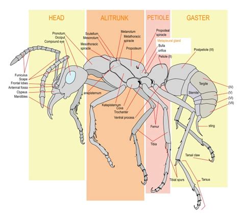 Ant Biology
