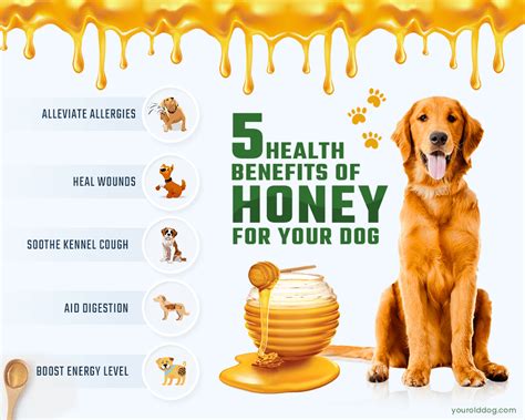 Honey For Dogs And How To Safely Use It Can Dogs Eat Healthy Dog