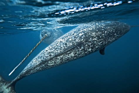 Unicorns Of The Sea Paul Nicklen