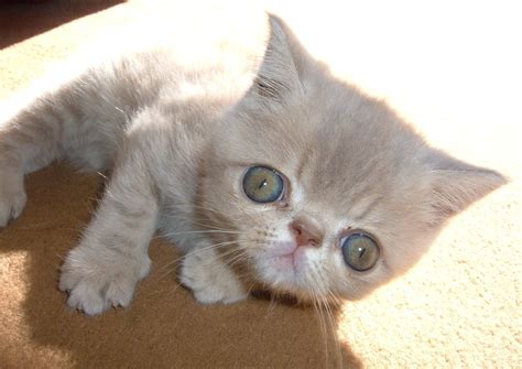 Baby Exotic Shorthair Kittens Cutest Cats And Kittens Cute Cats