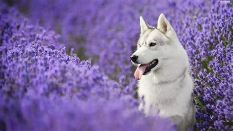 Siberian Husky Lavender Flowers Wallpapers 2560x1440