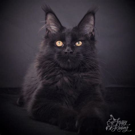 Check spelling or type a new query. Black Cat Superstition - The Myth Behind the Beautiful ...