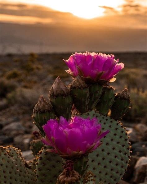 Cacti Blooms At Sunset Deathvalley Deathvalleynationalpark Desert