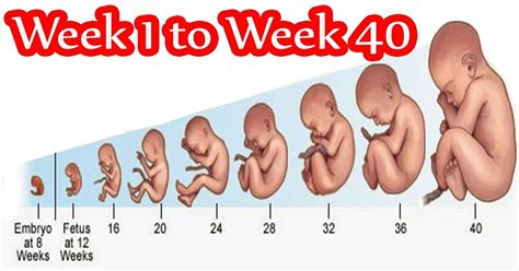 Pregnancy Week By Week Fetal Development Week 1 To 42 Maxdio