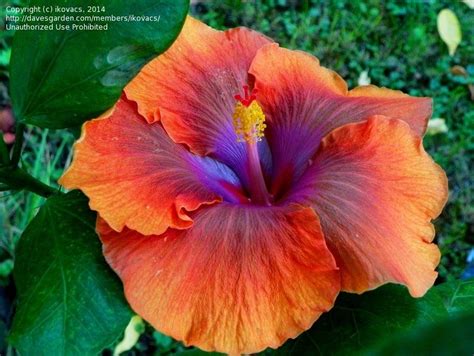 Tahitian Sophistication Hibiscus Hibiscus Hibiscus Rosa Sinensis