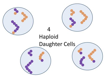 Ppt Diagram A Cell With Four Chromosomes Going Through Meiosis Powerpoint Presentation Id