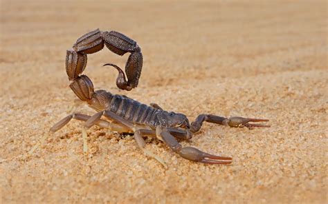 The 5 Most Dangerous Scorpion Species In The World The Spider Blog