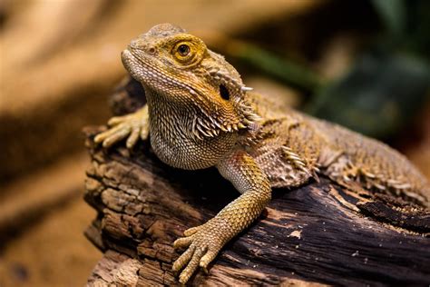 They are the closest reptile that looks like a dinosaur and they don't carry the innate fear that. 6 Best Pet Reptiles for Beginners | PetHelpful