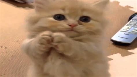 The Cutest Kitten Adorable Kitten Begs Youtube