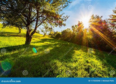 Sunset In The Apple Orchard On Hillside Stock Photo Image Of Lovely