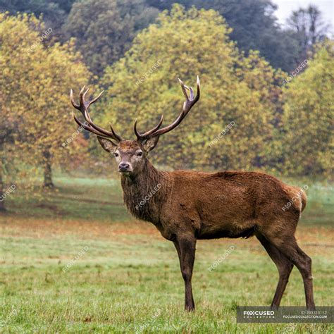 Beautiful Deer With Big Horns Posing On Meadow — Scene Rural Stock