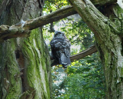 Pan Aves Listopadu 2015