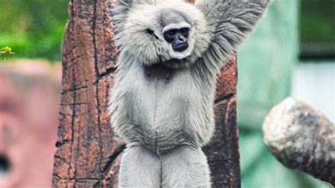 Perth Zoo Evacuated After Javan Gibbon Escapes Its Enclosure While