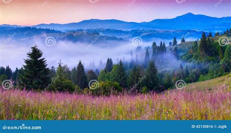 Foggy Summer Morning In The Carpathian Mountains Stock Photo Image Of