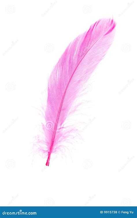 Pink Feather Stock Photo Image Of Background Pink Shot 9915738