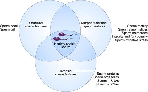 Frontiers From Sperm Motility To Sperm Borne Microrna Signatures New