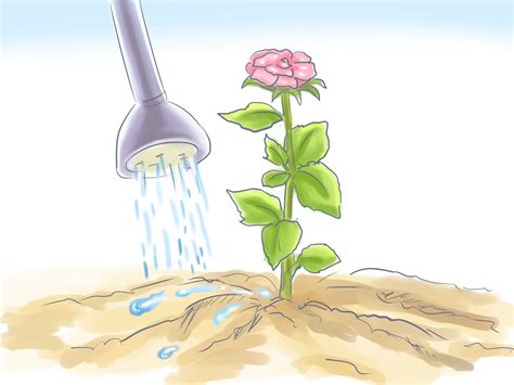 How To Grow Flowers From Seed With Pictures Wikihow