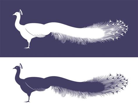 Peacock Silhouette Illustrations Royalty Free Vector Graphics And Clip