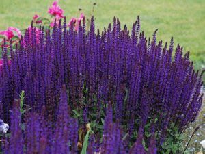 Check spelling or type a new query. Salvia Caradonna - Ultra hardy & deer proof perennial for ...