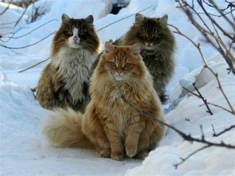 Norwegian Forest Cats Native To Northern Europe Pretty Cats Beautiful