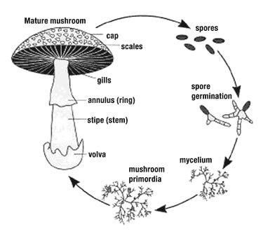 The Mushroom Life Cycle Mushbox