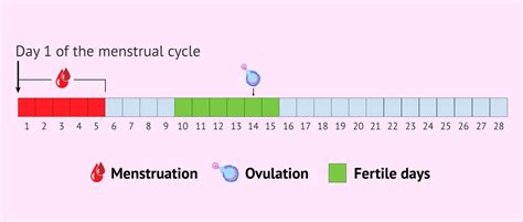 Fertile Days And Ovulation For Sexual Intercourse