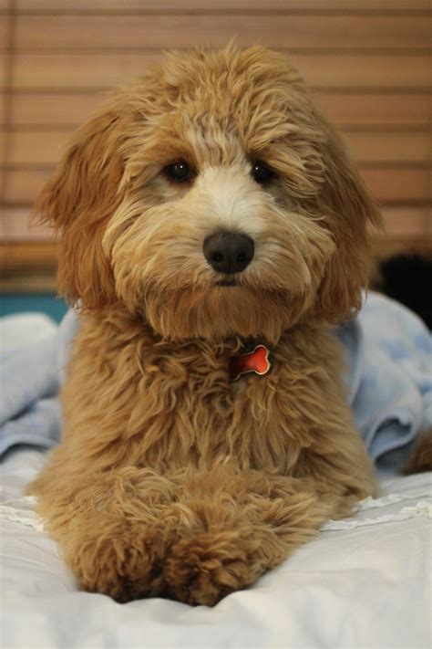 Because of their coloring, their size, and their curly meet kip a handsome mini goldendoodle puppy that has a beautiful curly coat. Pin by Hazel Dodds on Cats & Dogs | Miniature goldendoodle ...