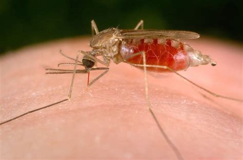 7 Jenis Nyamuk Paling Umum Di Dunia Beberapa Mematikan