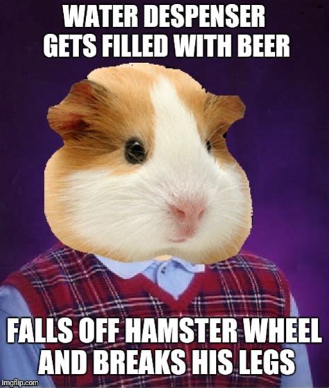 Hamster Week July 6 8 Meme Inspired From 1forpeace