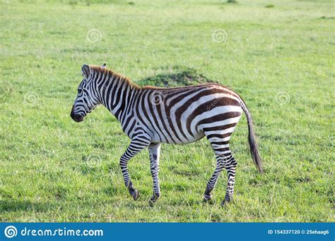 A Little Zebra In The Savannah Of Kenya Stock Photo Image Of Grass