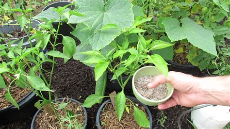 Cucumber Plant Maintenance Nutrients Disease And Pests