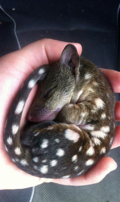 Amari Is A Beautiful New Addition To The Halls Gap Zoo She Is A